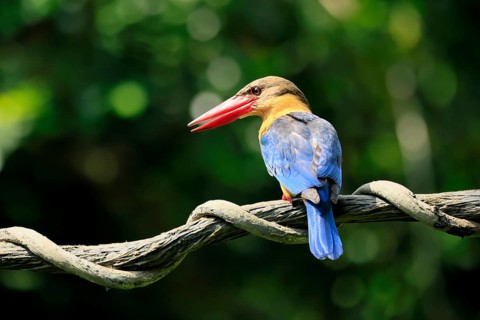 Cranesbill Kingfisher (Pelargopsis capensis), Gurial, adult, on hold, Singapore, Southeast Asia