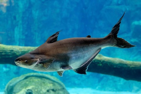 Mekong giant catfish (Pangasianodon gigas), adult, swimming, Southeast Asia