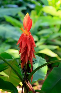 Musa coccinea, red dwarf banana, flower, Singapore, Southeast Asia