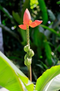 Musa laterita, Indian dwarf banana, blossom, fruits, Singapore, Southeast Asia