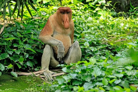 Proboscis monkey (Nasalis larvatus), adult, male, resting, sitting, on the ground