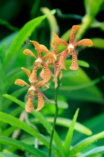 Holttumara Hari Afghan orchid, blossoms, blooming, Singapore, Southeast Asia