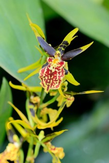 Brassidium Mystic Maze orchid, blossoms, blooming, Singapore, Southeast Asia