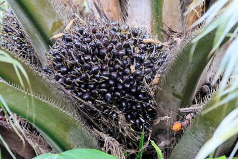 Oil palm (Elaeis guineensis), palm, oil palm fruit, fruit, Singapore, Southeast Asia
