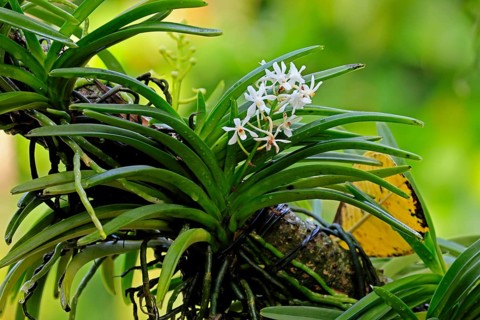 Orchid Vandachostylis Lou Sneary, blossoms, blooming, Singapore, Southeast Asia
