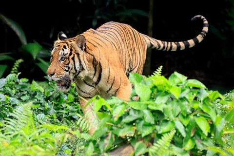 Malaysia tiger (Panthera tigris jacksoni), adult, running, stalking, vigilant, Malaysia, Southeast