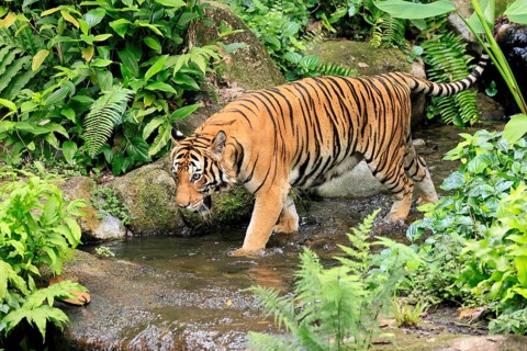 Malaysia tiger (Panthera tigris jacksoni), adult, running, in water, stream, vigilant, Malaysia,