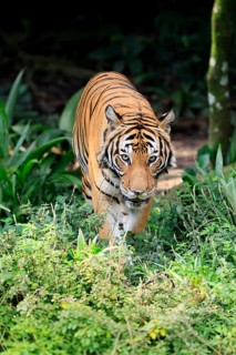 Malaysia tiger (Panthera tigris jacksoni), adult, running, stalking, vigilant, Malaysia, Southeast