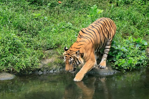Malaysia tiger (Panthera tigris jacksoni), adult, at water, shore, vigilant, Malaysia, Southeast