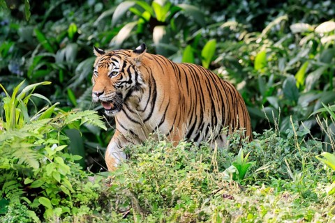 Malaysia tiger (Panthera tigris jacksoni), adult, running, stalking, vigilant, Malaysia, Southeast
