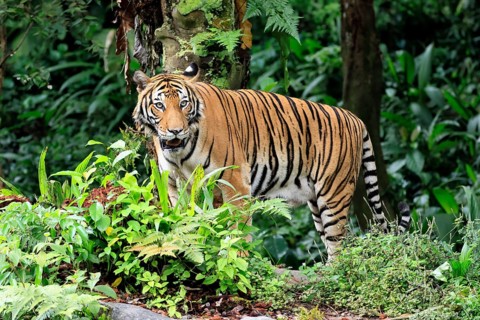 Malaysia tiger (Panthera tigris jacksoni), adult, alert, Malaysia, Southeast Asia