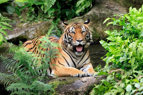 Malaysia tiger (Panthera tigris jacksoni), adult, portrait, sitting, alert, Malaysia, Southeast