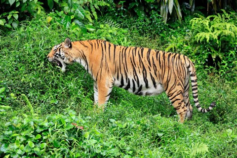 Malaysia tiger (Panthera tigris jacksoni), adult, feeding, grass, Malaysia, Southeast Asia