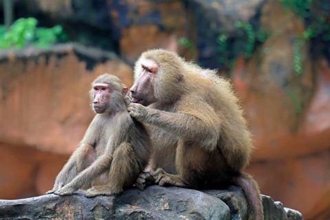 Mantled baboon (Papio hamadryas), two animals, grooming, sitting, on rocks, social behaviour