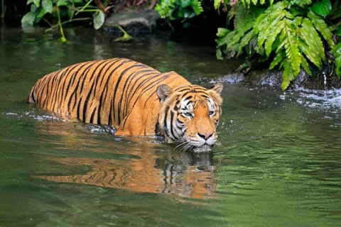 Malaysia tiger (Panthera tigris jacksoni), adult, in water, alert, Malaysia, Southeast Asia
