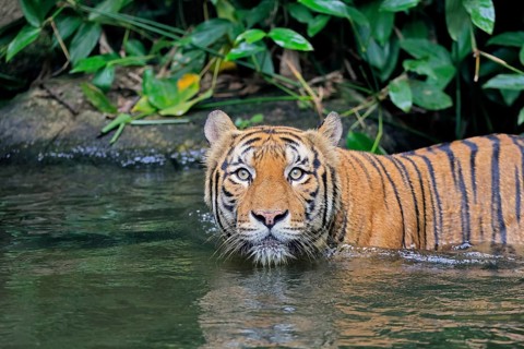Malaysia tiger (Panthera tigris jacksoni), adult, in water, alert, portrait, Malaysia, Southeast