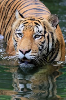 Malaysia tiger (Panthera tigris jacksoni), adult, in water, alert, Malaysia, Southeast Asia