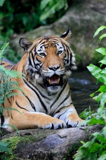 Malaysia tiger (Panthera tigris jacksoni), adult, portrait, rock, vigilant, Malaysia, Southeast