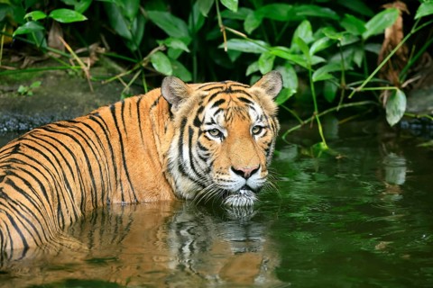 Malaysia tiger (Panthera tigris jacksoni), adult, portrait, in water, alert, Malaysia, Southeast
