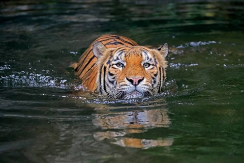 Malaysia tiger (Panthera tigris jacksoni), adult, in water, swimming, Malaysia, Southeast Asia