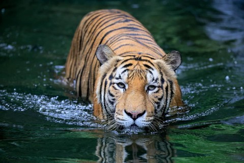 Malaysia tiger (Panthera tigris jacksoni), adult, in water, alert, Malaysia, Southeast Asia