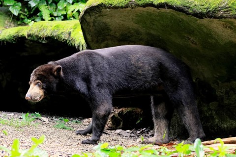 Malayan bear (Helarctos malayanus), adult, alert