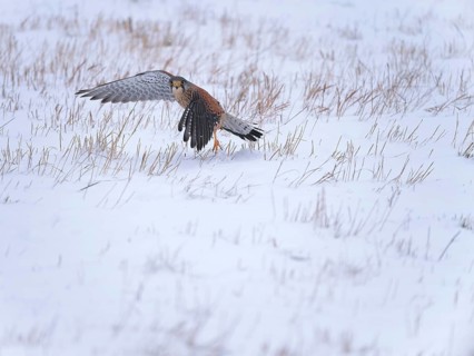 Male Common Kestrel (Falco tinnunculus) hunting in the snow, Berlin, Germany