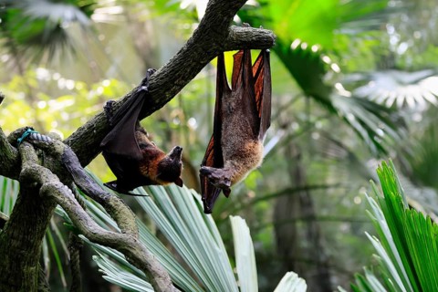 Kalong flying fox (Pteropus vampyrus), adult, two animals, in sleeping tree, during the day,