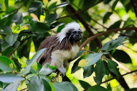 Liszt monkey (Saguinus oedipus), adult, in tree, alert, Colombia, South America