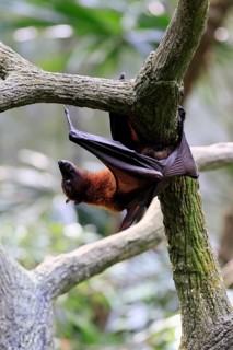 Kalong flying fox (Pteropus vampyrus), adult, climbing, in sleeping tree, during the day,