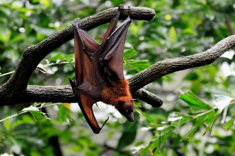Kalong flying fox (Pteropus vampyrus), adult, in sleeping tree, during the day, alert, Singapore,