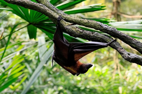 Kalong flying fox (Pteropus vampyrus), adult, climbing, in sleeping tree, during the day,