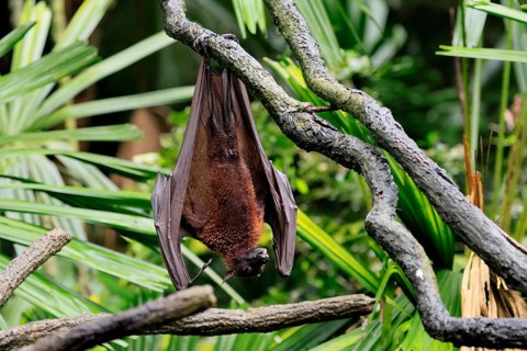 Kalong flying fox (Pteropus vampyrus), adult, resting, in sleeping tree, during the day, Singapore,