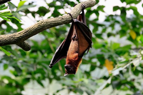 Kalong flying fox (Pteropus vampyrus), adult, male, resting, in sleeping tree, during the day,