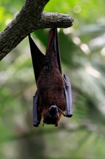 Kalong flying fox (Pteropus vampyrus), adult, resting, in sleeping tree, during the day, Singapore,