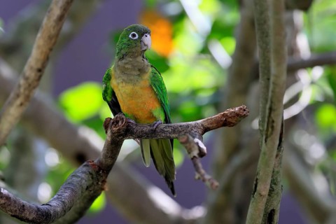 Cactus parakeet (Eupsittula cactorum), adult, on tree, alert, Brazil, South America