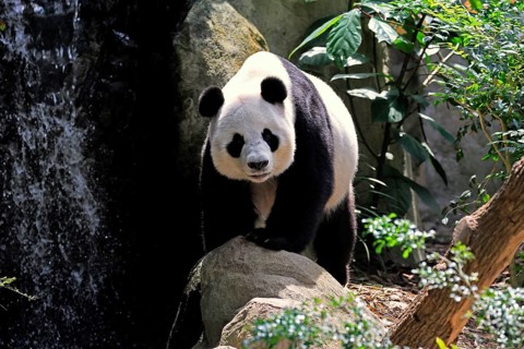 Giant Panda (Ailuropoda melanoleuca), adult, on the ground, alert, China