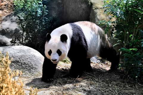 Giant Panda (Ailuropoda melanoleuca), adult, running, alert, China