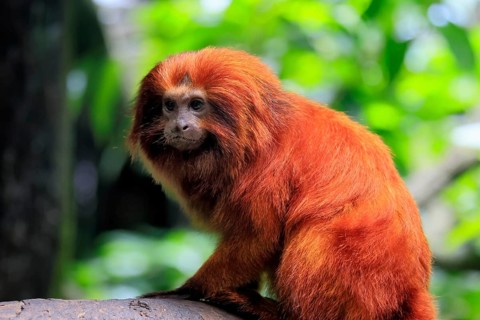 Golden lion tamarin (Leontopithecus rosalia), adult, on tree, alert, Brazil, South America