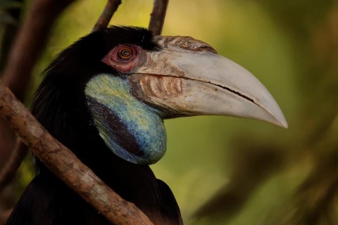 Furze Hornbill (Rhyticeros undulatus), adult, female, portrait, alert, Southeast Asia, Singapore