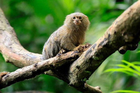 Yellow-bellied marmoset (Cebuella pygmaea), adult, on tree, alert, Amazonas, rainforest, South