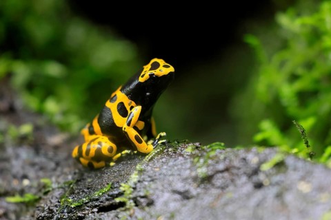 Yellow-banded poison dart frog (Dendrobates leucomelas), adult, on leaf, on land, South America,