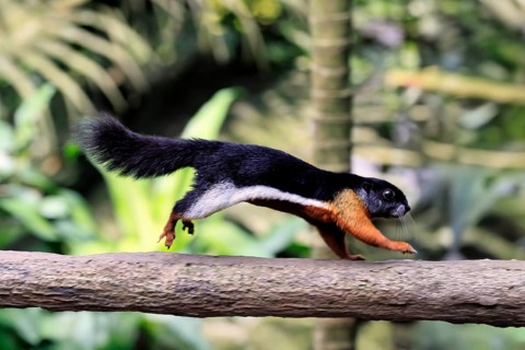 Finlayson's squirrel (Callosciurus finlaysonii), adult, on tree, foraging, jumping, Singapore,
