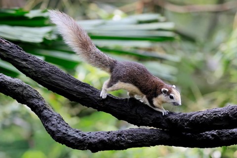Finlayson's squirrel (Callosciurus finlaysonii), adult, on tree, foraging, Singapore, Southeast