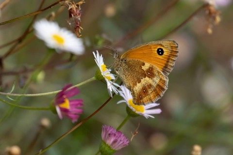 Gatekeeper butterfly (Pyronia tithonus) adult insect feeding on garden Mexican fleabane daisy