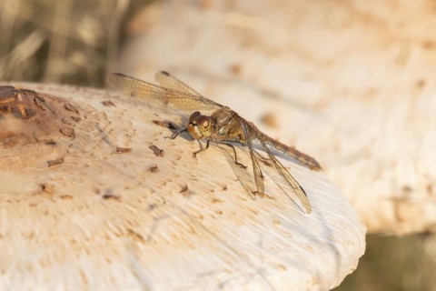Common darter dragonfly (Sympetrum striolatum) adult insect on a Parasol mushroom in autumn,