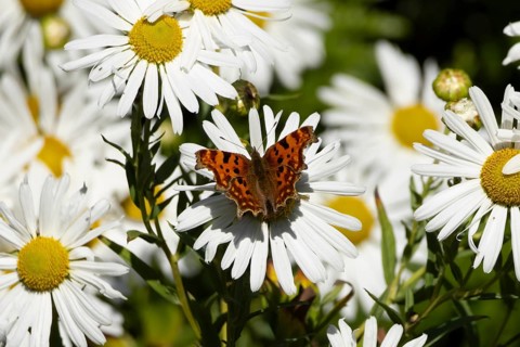 Comma butterfly (Polygonia c-album) adult insect feeding on a garden daisy flowers in summer,