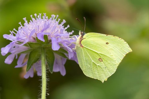 Brimstone butterfly (Gonepteryx rhamni) adult male insect feeding on a Field scabious flower in