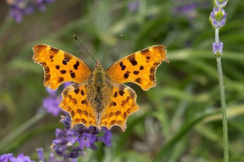 Comma butterfly (Polygonia c-album) adult insect feeding on a garden blue English lavender flowers