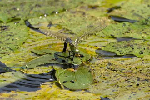 Emperor dragonfly (Anax imperator) adult female insect egg laying or ovipositioning on the water